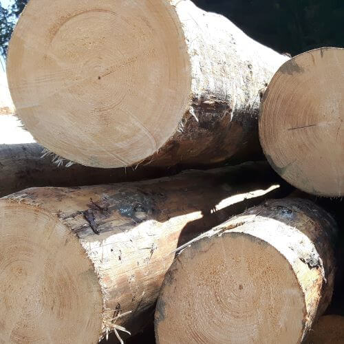 Holzstämme Verarbeitung